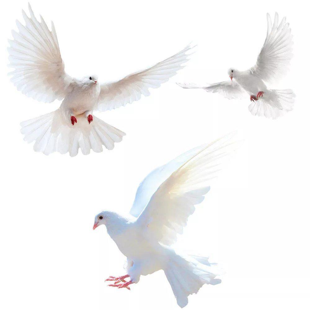 Peace Dove Wall Stickers for L - Home Center Bathroom Accessories recension och pris