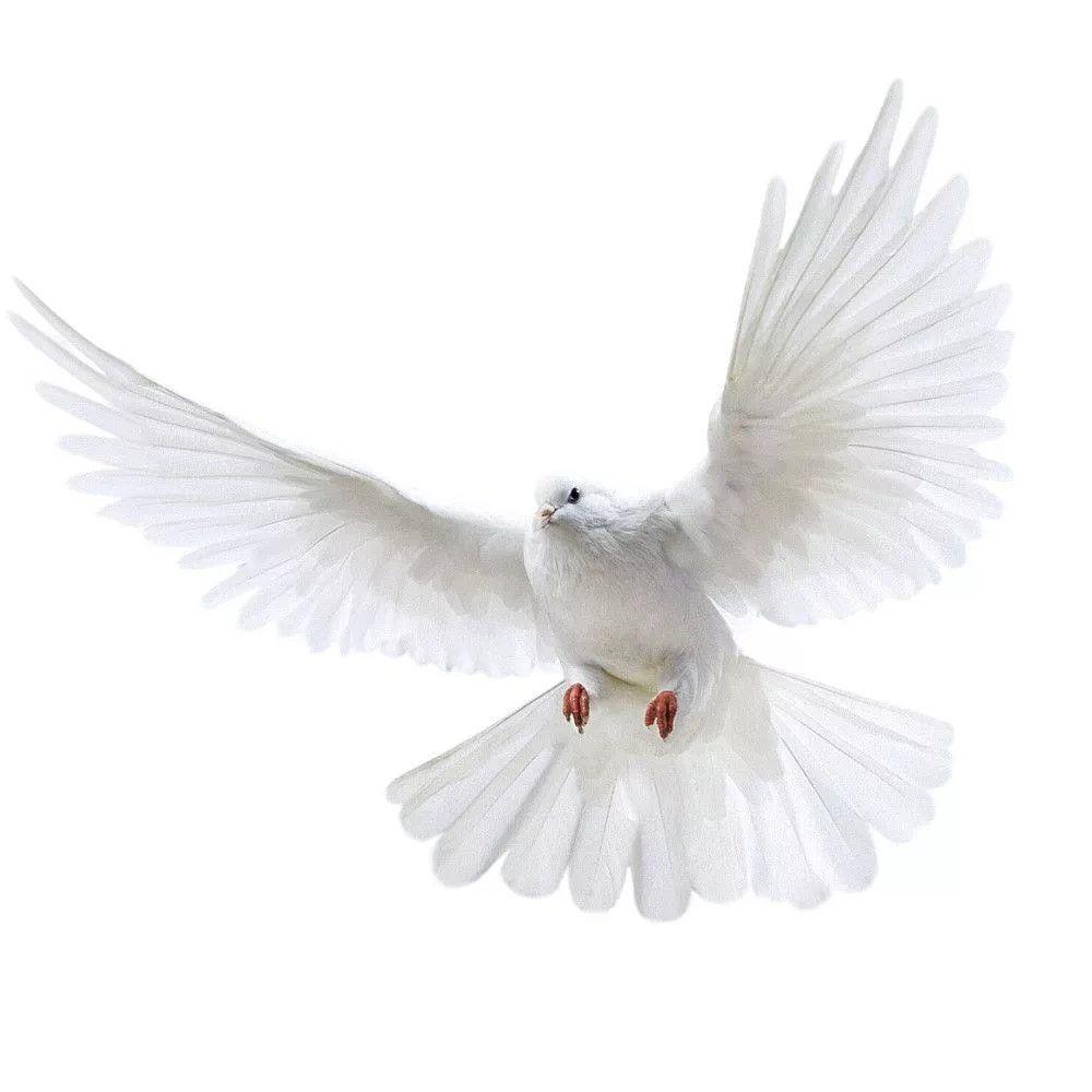 Peace Dove Wall Stickers for L - Home Center Bathroom Accessories recension och pris