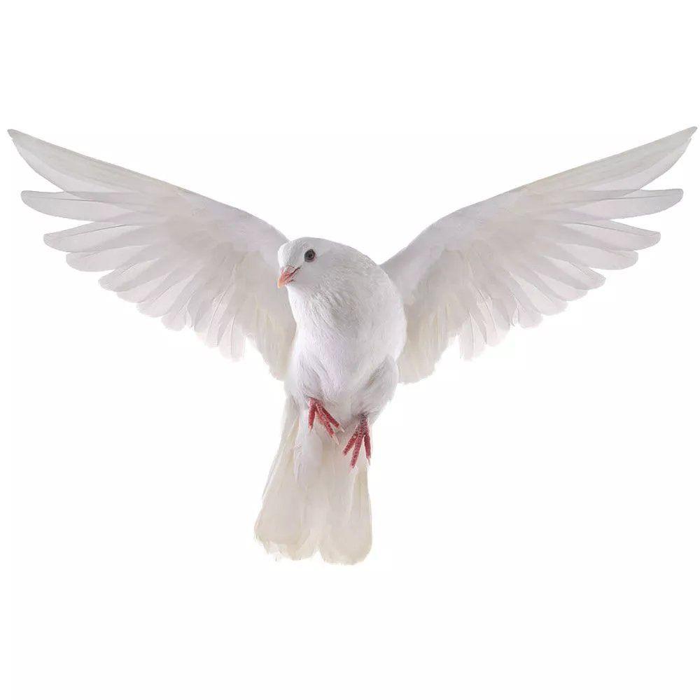 Peace Dove Wall Stickers for L - Home Center Bathroom Accessories recension och pris